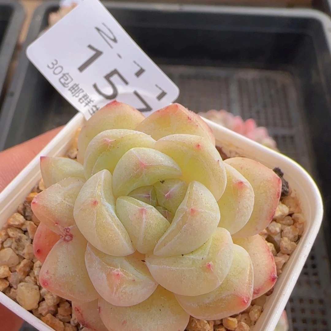 圆脸珍妮单头一颗脱土