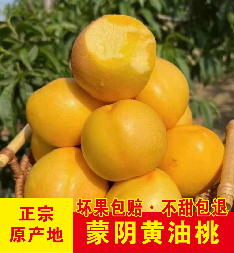 无品牌正宗山东蒙阴黄油桃新鲜采摘香甜肉厚皮薄多汁