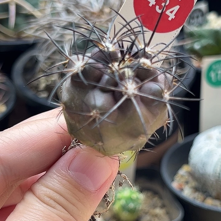 实生带中刺狂刺龙爪球栗星玉3.5cm
