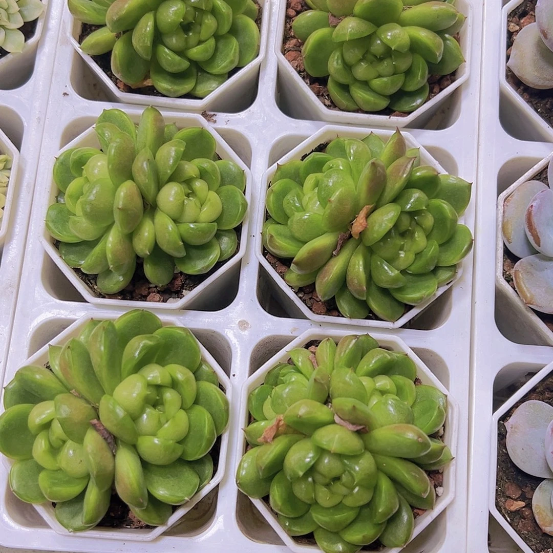 双头莱拉9.9包邮托土发货