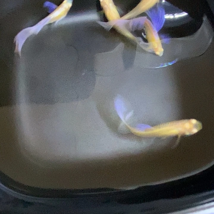 小****紫白飞船孔雀鱼两对