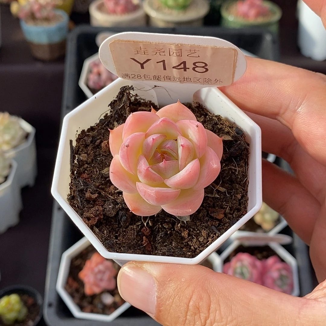 0148 水晶玫瑰 3.5cm