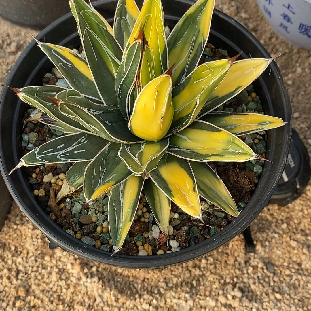 阿***昌屉之雪汝中斑阴阳锦