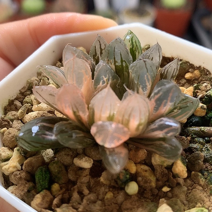 日出玉露锦带盆土发货