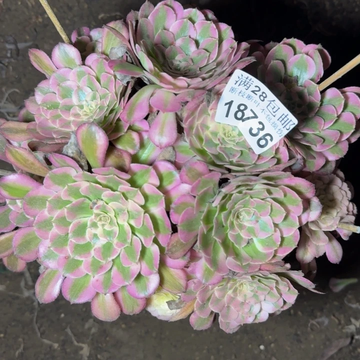 18736同白多肉植物