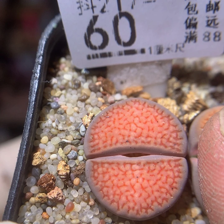 精品生石花217.60