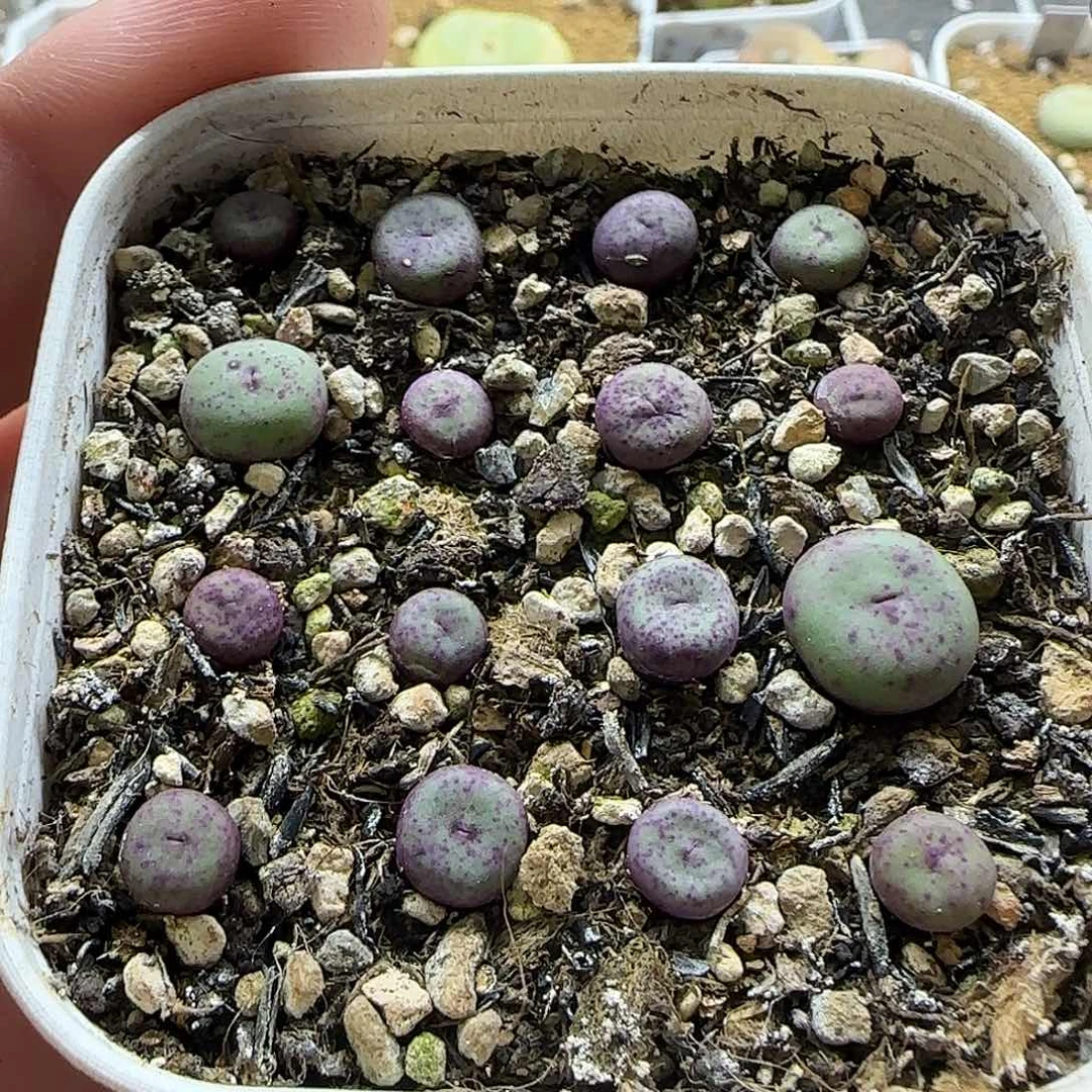 359se小红嘴带盆土发货