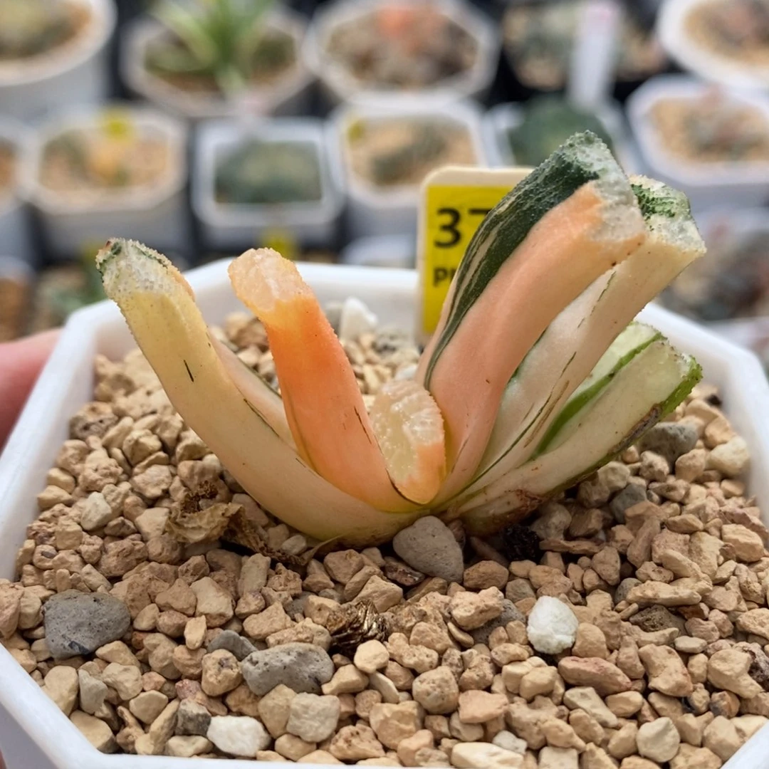 374荒姬玉扇锦一物一拍