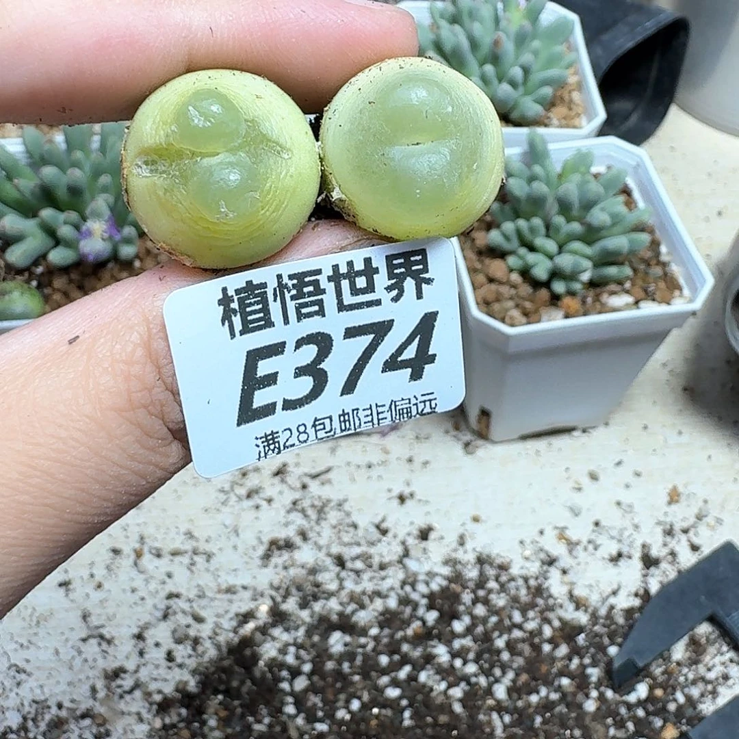 多肉植物的人生fggg
