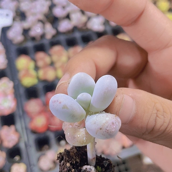 原始奶【满10颗包邮】