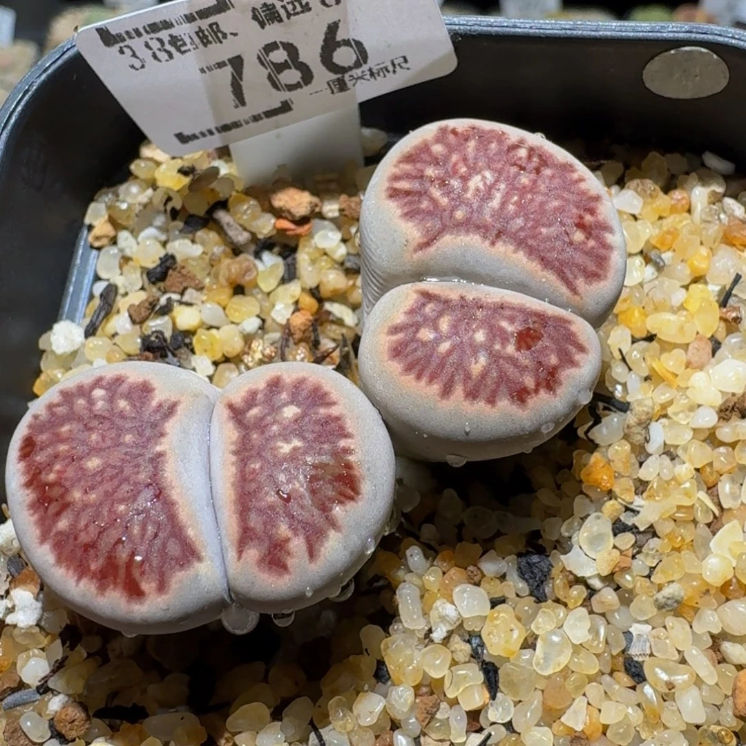 Ssss精品生石花786高特