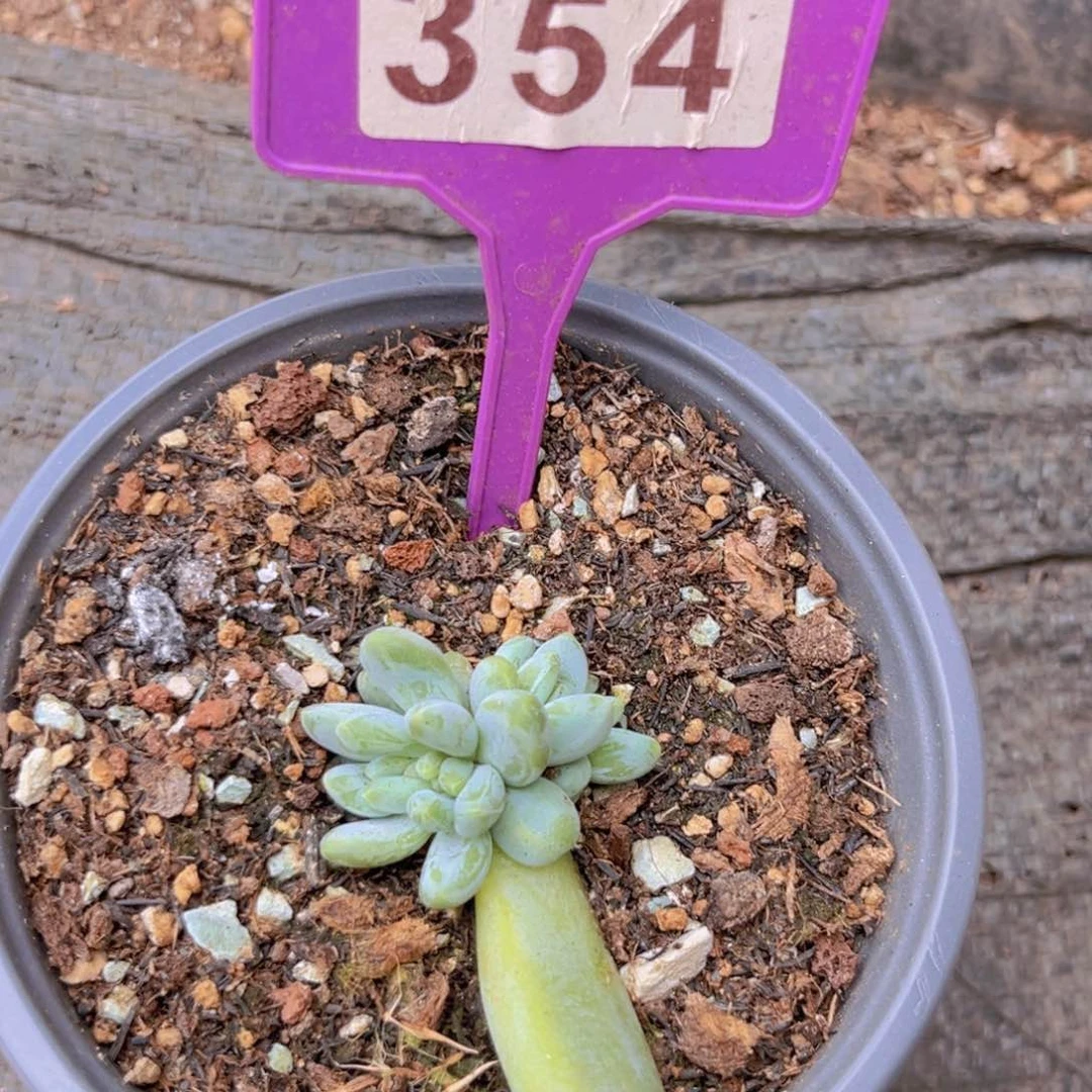 354阿蒂斯托多肉植物