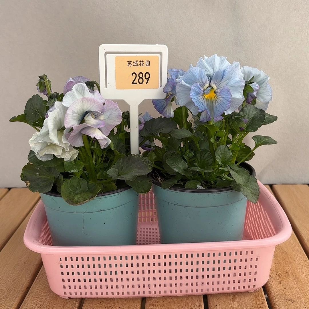 大部分开放少量花苞289