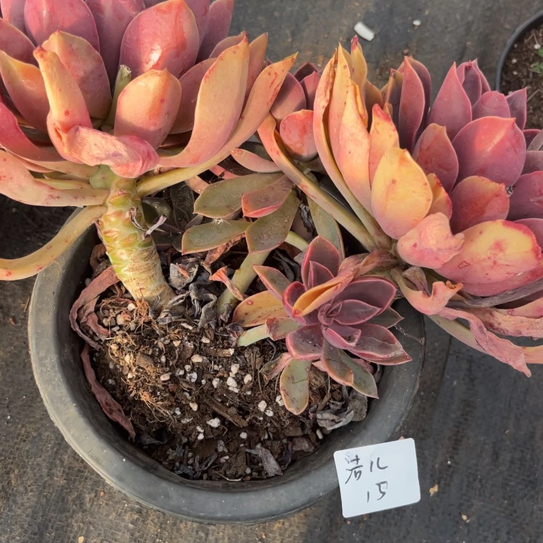 z**儿紫气东来多肉植物