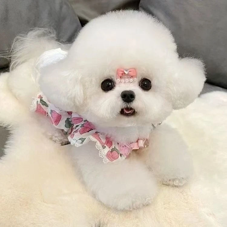【彩彩】宠物狗比熊泰迪熊马尔泰韩系小比熊活体西施狗狗马尔济斯