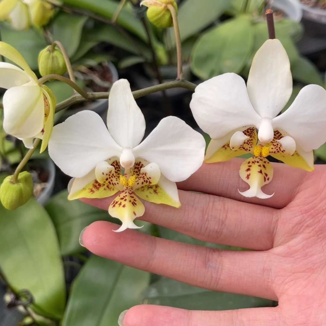 完全开放香白史-晚上浓香-1280