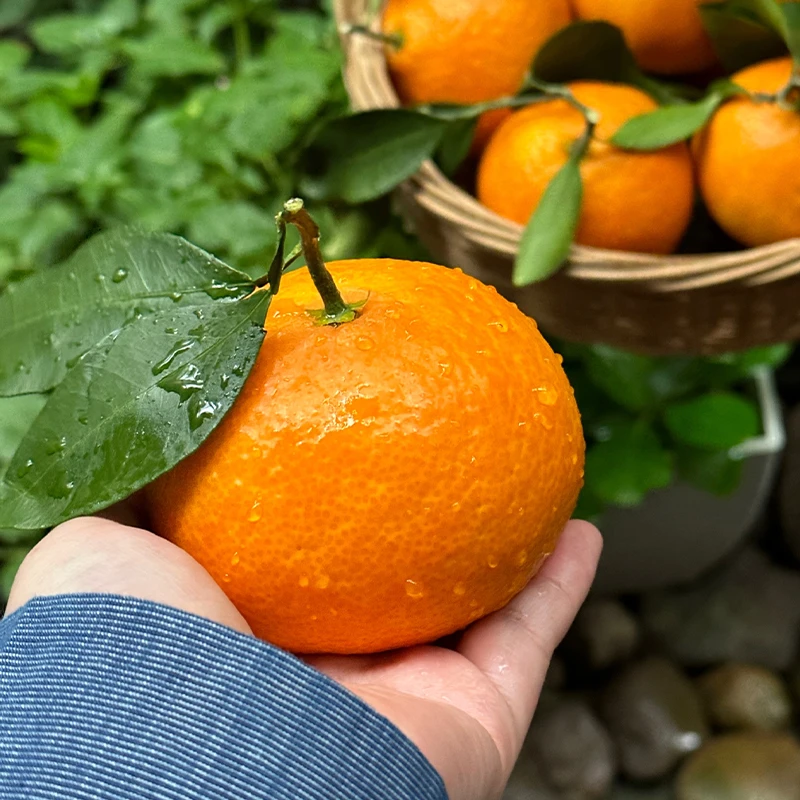 宁波象山特产水果红美人爱媛果冻橙皮薄汁多现采现发高端礼盒送人