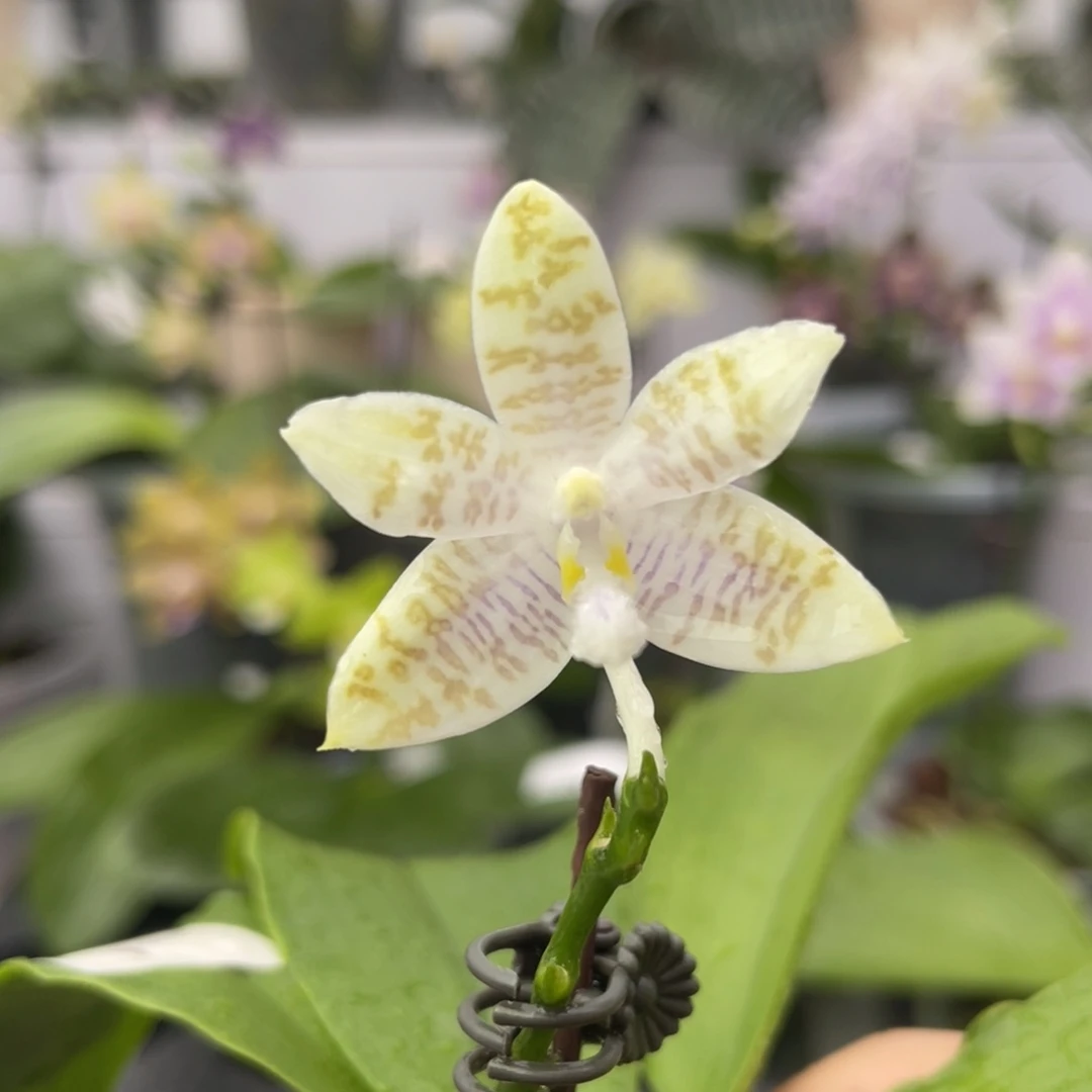 完全开放446 2.8寸双梗 蓝麻雀 一物一拍