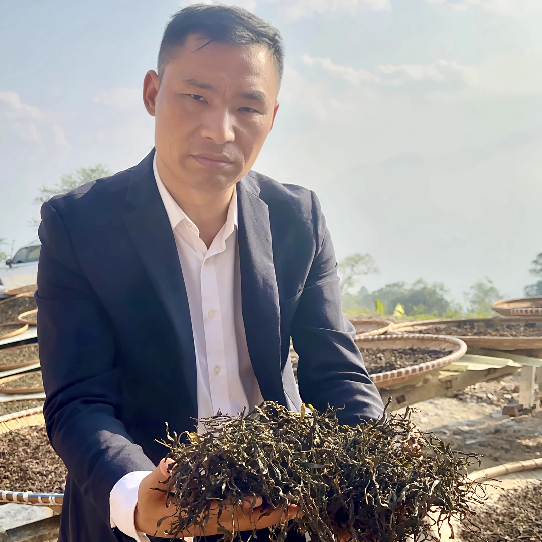 轸寅麻栗坡云深居古树茶2025（89号单株散茶）晒青毛茶生茶散装茶