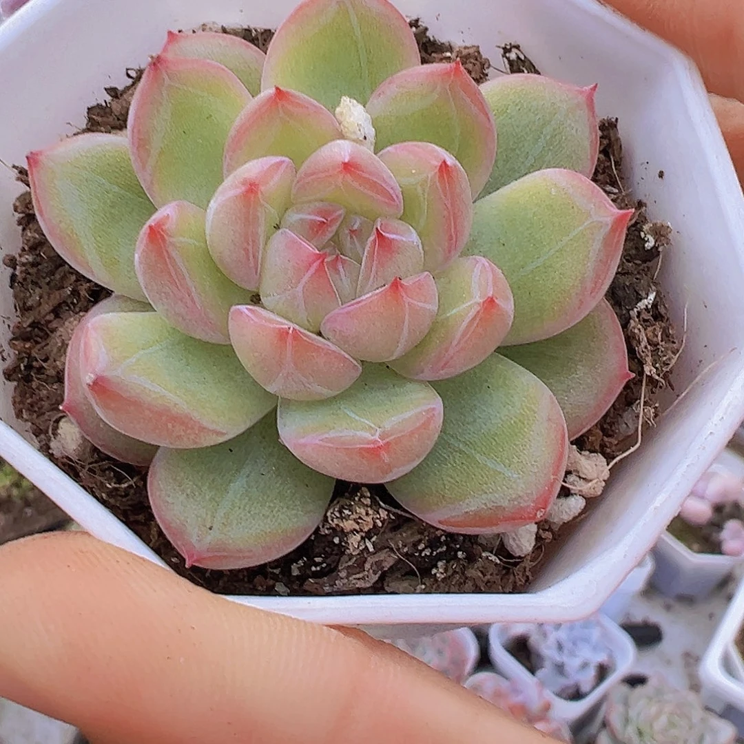 雪花珍妮19包邮多肉