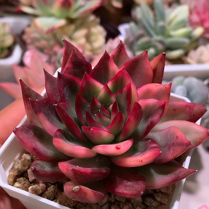 紫丽娜锦锦锦锦锦