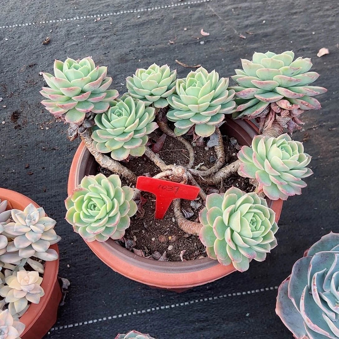 °*度1039哈密瓜多肉植物