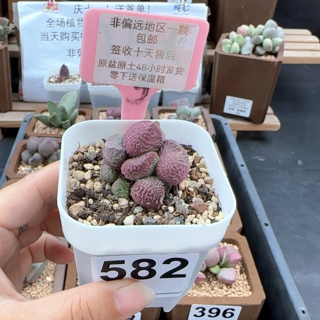 582巨猪宝多肉植物
