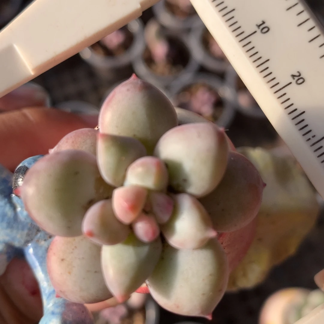 新品奶团奶酪多肉植物