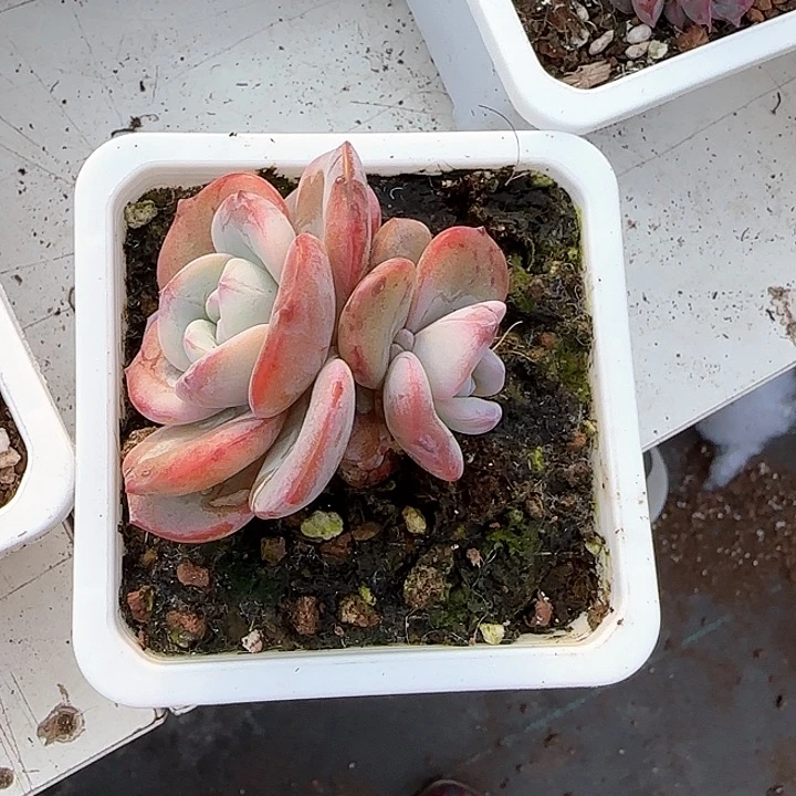 灿*青蛙王子儿童牙膏111