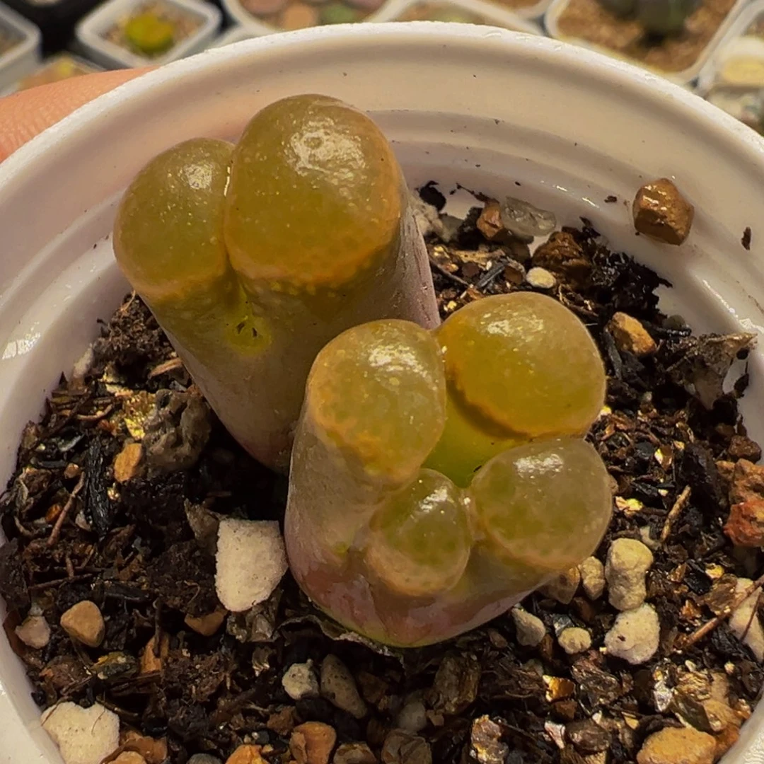 175多肉植物种类多样