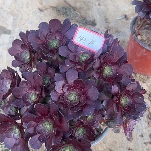 多肉植物赤耶连148