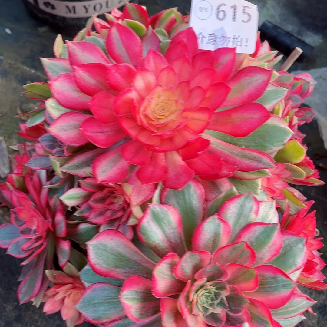 无花朵感**心多肉植物615黑魔锦