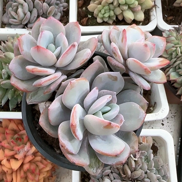 青蛙王子儿童牙膏111