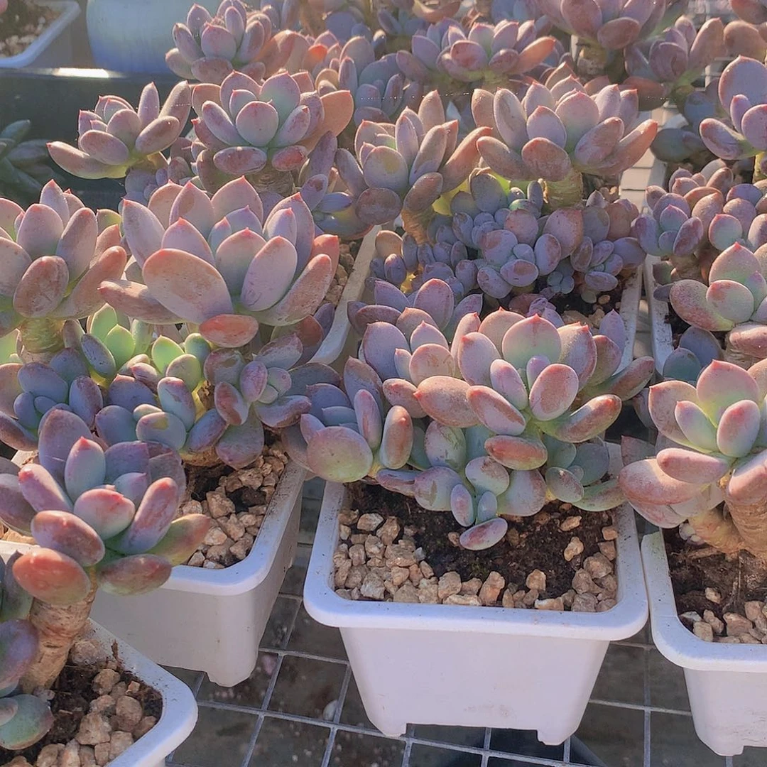 两颗灰姑娘35678999000