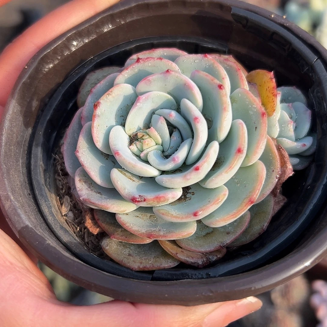 多肉植物勃朗峰单头