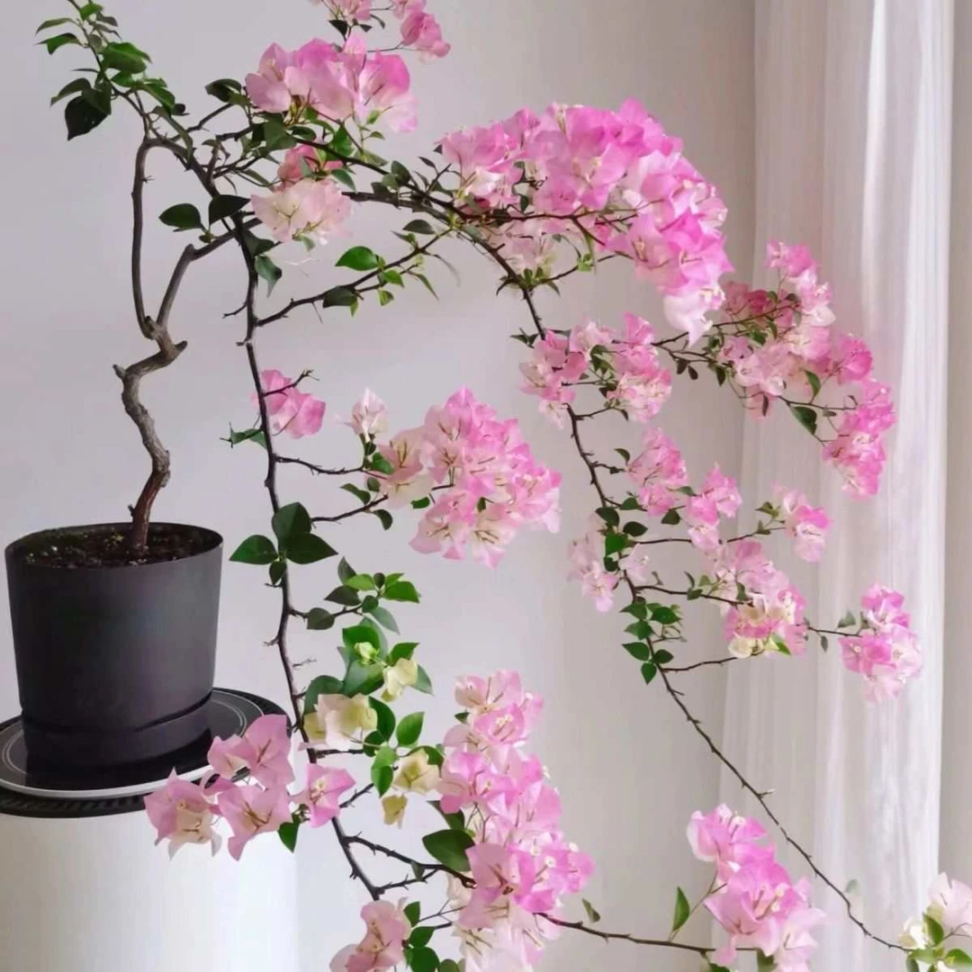 【三角梅】绿叶樱花安格斯盆栽运输掉花叶介意勿拍爆花开花爬藤爬墙
