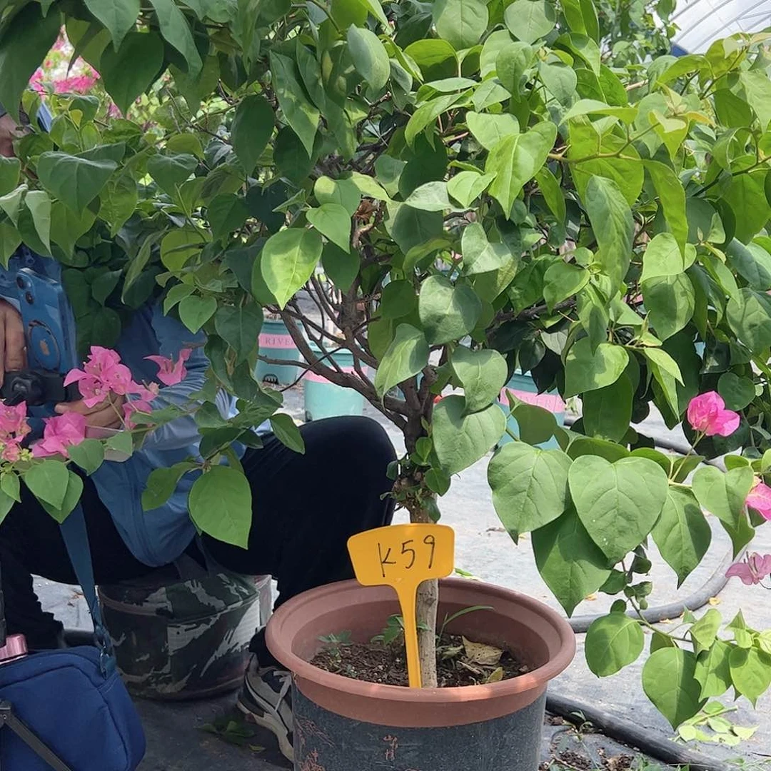 蓝***花完全开放K59嫁接多色