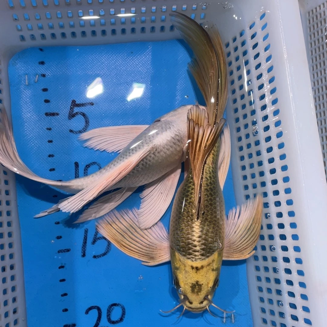 锦鲤锦鲤包邮蝴蝶鲤鱼