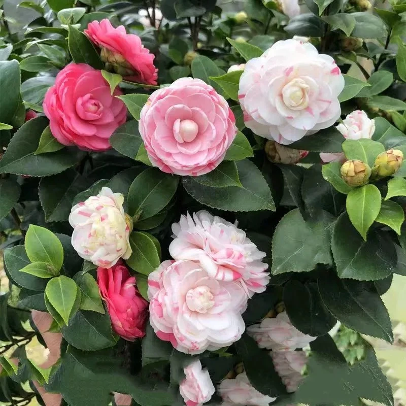 S+大棵【70-90厘米】多色茶花树苗花卉盆栽耐寒品种庭院