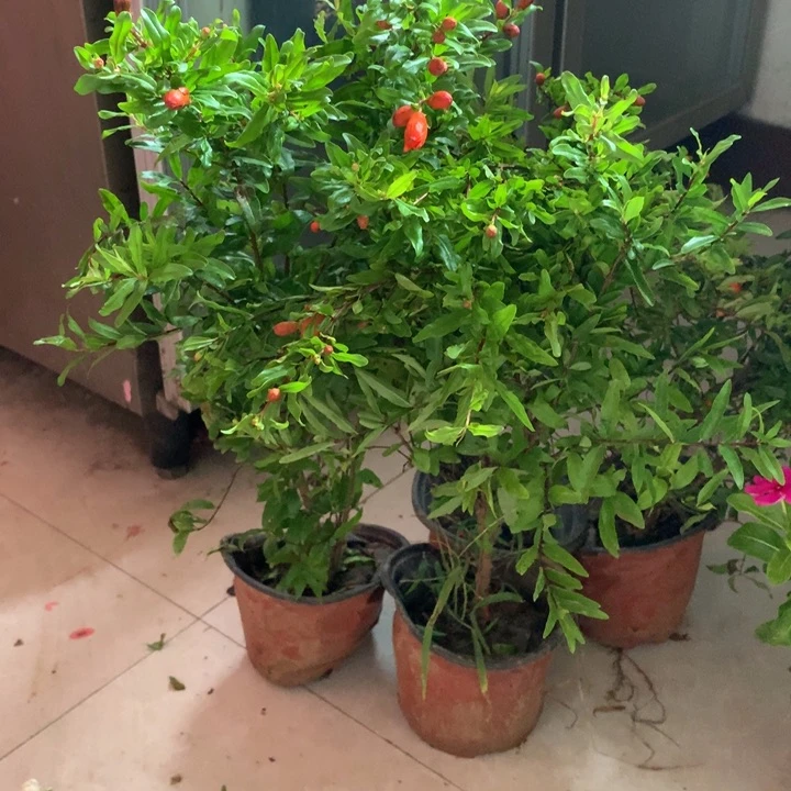 完全开放石流花别换盆 不保花苞