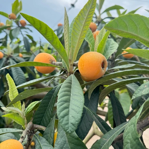 四川眉山仁寿谢安高山大五星枇杷新鲜现摘当季水果