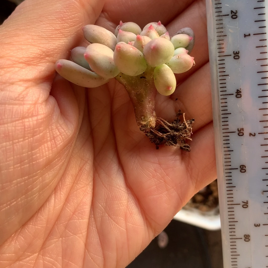 红宝石苹果吗缀化