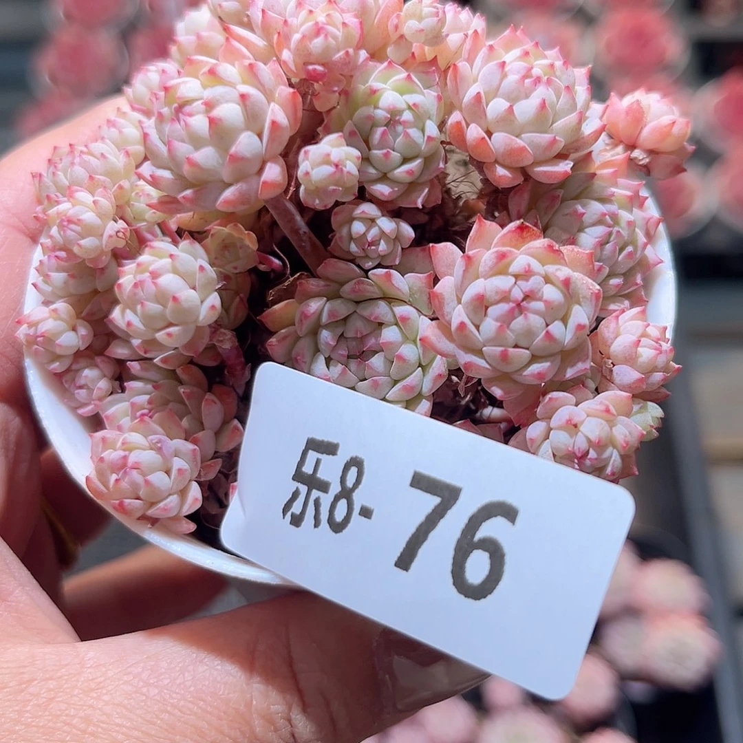 乐8-76 小粉梅群不包整