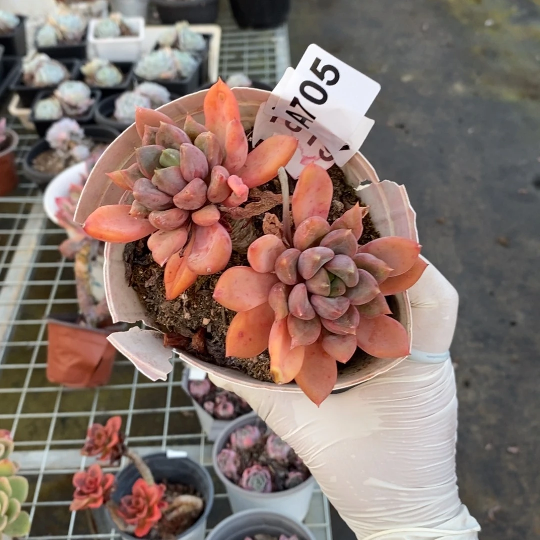 705象牙多头一物一拍