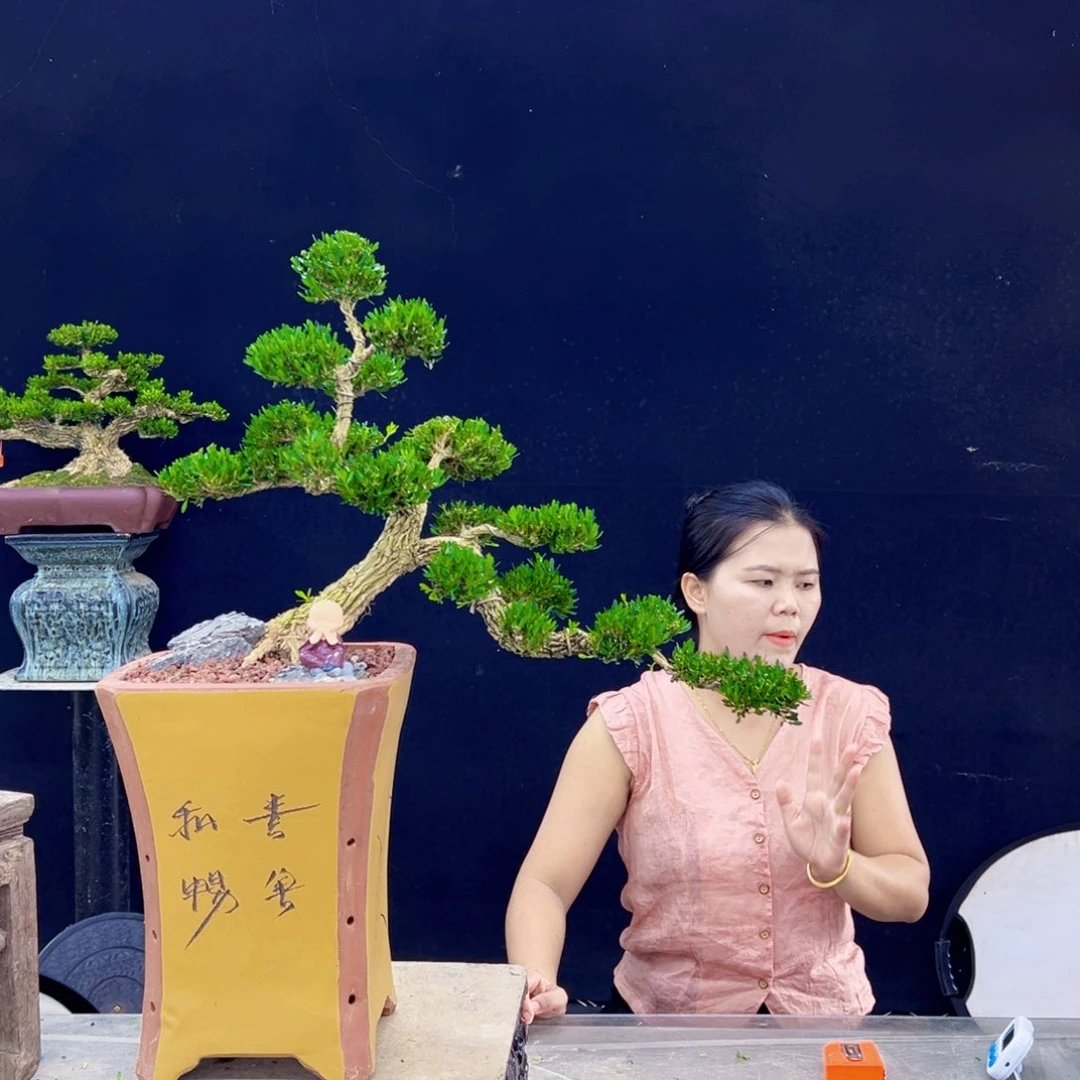当前无花朵，栽培后可花朵