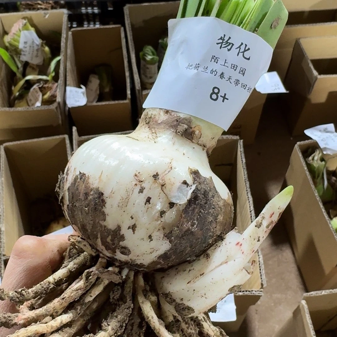 物化8+残次不包养护