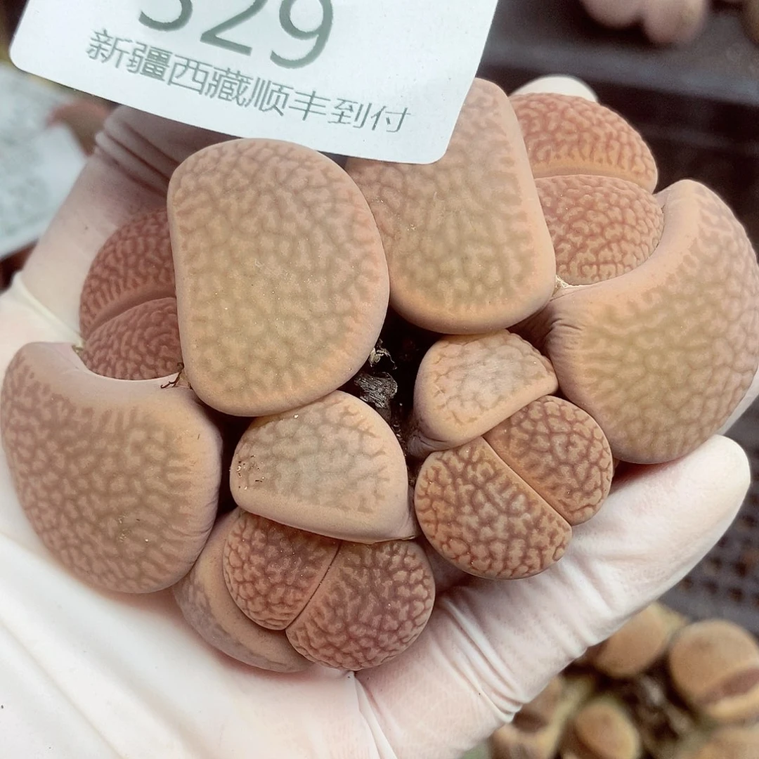 我想说我们不认识呀啊329