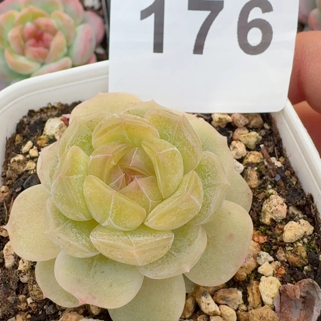 随单发         精品多肉