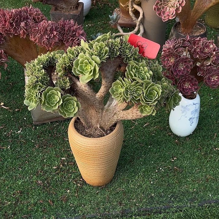 89号绿羊绒缀化一颗呀冠幅29厘米左右