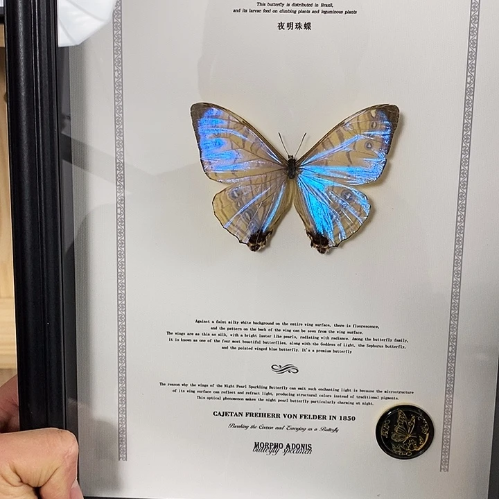 大理石磁石夜明珠闪蝶微瑕翅